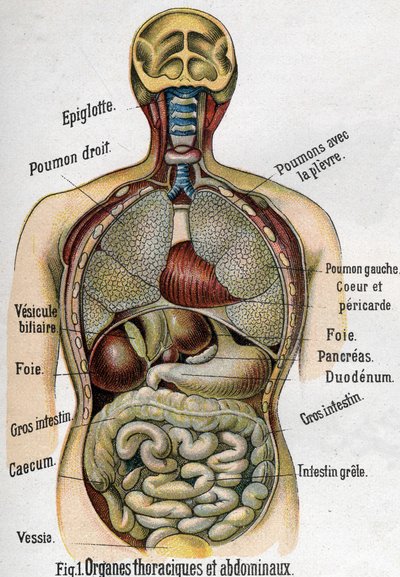 Anatomi: Bryst og maveorgan. (Tarm, lever, bugspytkirtel, lunge etc.) i La nouvelle medication naturelle par F.E. Bilz.1898. af Unknown artist