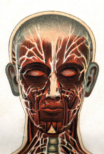 Anatomi: tværsnit af det menneskelige kranie, snit set forfra repræsenterer muskelsystemet. "Den nye naturlige medicin" af F.E. Bilz.1898. af Unknown artist