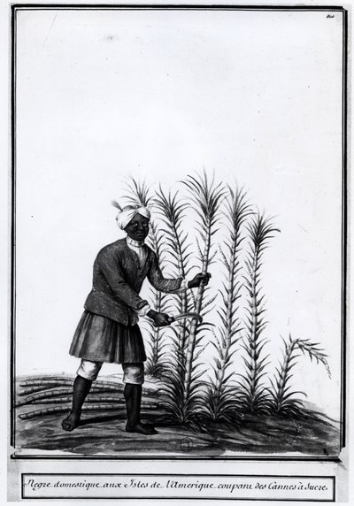 Antiller, tam nigger skærer sukkerrør. af Unknown artist