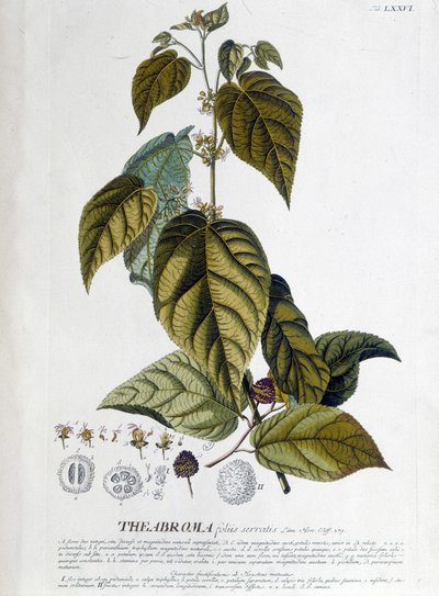 Arbroma teplante - botanisk bord af Unknown artist