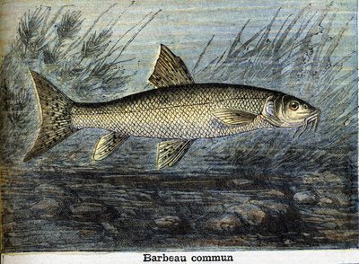 Almindelig vægtstang. Stik fra 1897 af Unknown artist