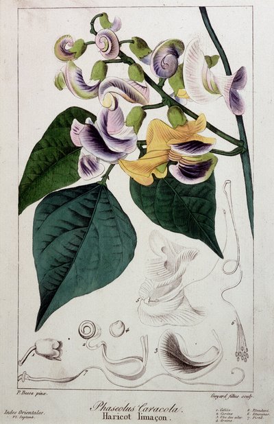 Bønnesnegl (phaseolus caracola), botanisk bord af Unknown artist