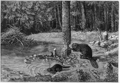 Bæver skærer en træstamme for at lave en spærreild. af Unknown artist