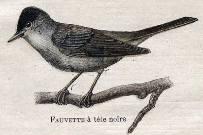 Fugle nyttige til landbrug: Sortfodetsanger af Unknown artist
