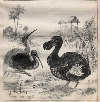Fugle, der forsvinder: dodo (eller dronte) og apteryx (eller kiwi kiwi) - Indgravering i "" La Science francaise"" af Unknown artist