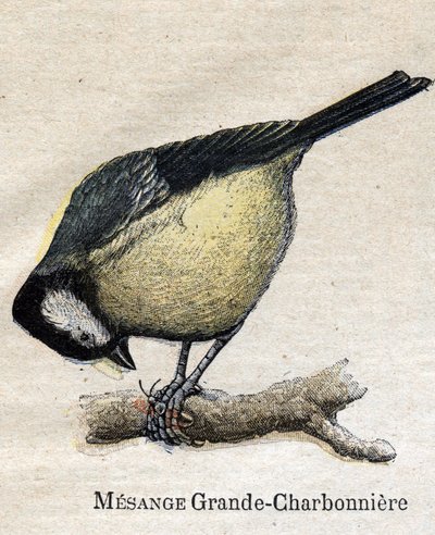 Fugle nyttige til landbrug: Big Chickadee - Kul af Unknown artist