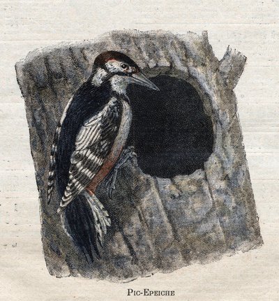 Fugle nyttige til landbrug: Spætte af Unknown artist