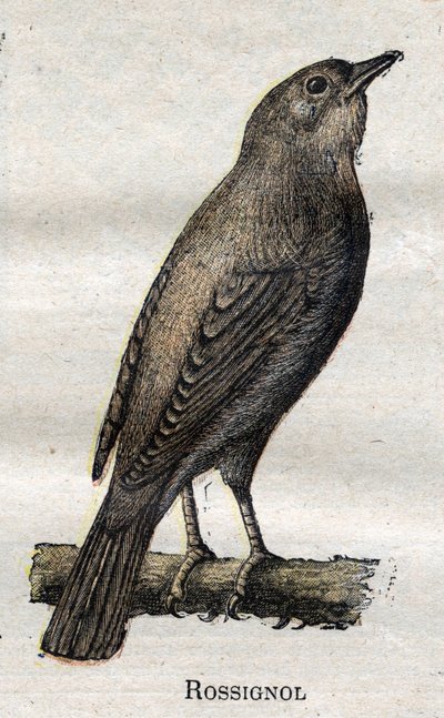 Fugle nyttige til landbruget: Nattergal af Unknown artist