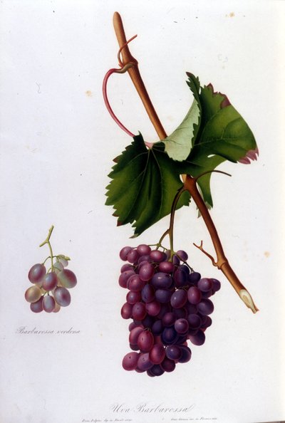 Sorte druer. 1800-tals gravering. af Unknown artist