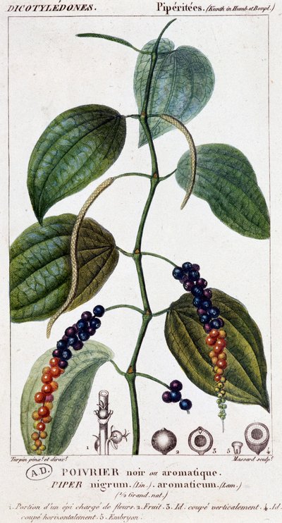 Schwarzer oder aromatischer Pfeffer - Botanische Tafel. 19. Jahrhundert von Unknown artist