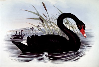Sort svane (cygnus atratus) - fra J. Gould