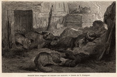 Blå ræve gnaver sko af sømænd i søvn i tilflugtsstedet på observationsstationen, tegning af V.Foulquier, for at illustrere Spitzberg af Unknown artist