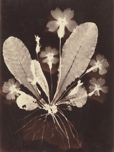 Botanisk fotogram af Unknown Artist