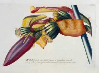 Botanisk tavle: Bananer, gren. n.d. 19. århundrede. af Unknown artist
