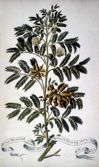 Botanisk tavle: Mimosa. 1800-tallets herbarium. af Unknown artist