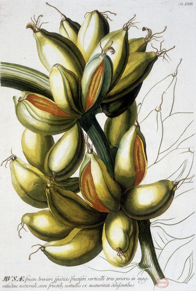 Botanisk bord: bananer. n.d. 19. århundrede. af Unknown artist