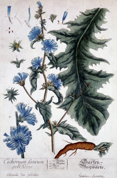 Botanisk tavle: cichorium factivum velseris (havernes chicoree). af Unknown artist