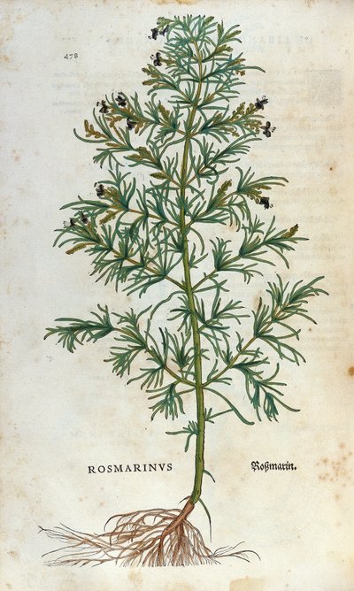 Botanisk tavle: rosmarin (rosmarinus). Herbarium of Lheonard Fuchs, "" Historia Stirpium"", Bale af Unknown artist