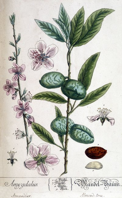 Gren, blomst og frugt af mandeltræet - botanisk bord af Unknown artist