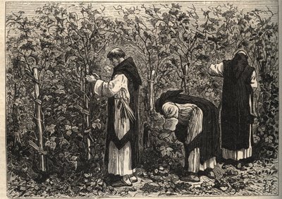 Bourgogne-munke dyrker vinstokken - af Louis Figuier - slutningen af det 19. århundrede af Unknown artist