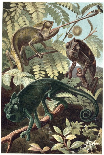 Cameleon - Kamæleoner eller kamæleoner (familien Chamaeleonidae) - indgravering fra "" Brehms Dyreliv"" af Alfred Edmund Brehm (1829-1884) af Unknown artist