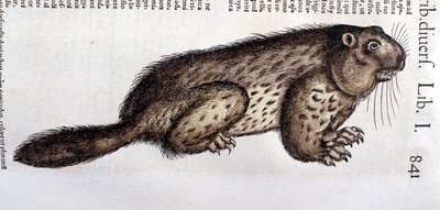 Castor - i "Historia Animalium"" af Conrad Gesner (1516 - 1565), Tiguri af Unknown artist