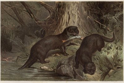 Chilensk odder - Den sydlige flododder, Lontra provocax - gravering fra "" Brehms dyreliv"" af Alfred Edmund Brehm (1829-1884) af Unknown artist