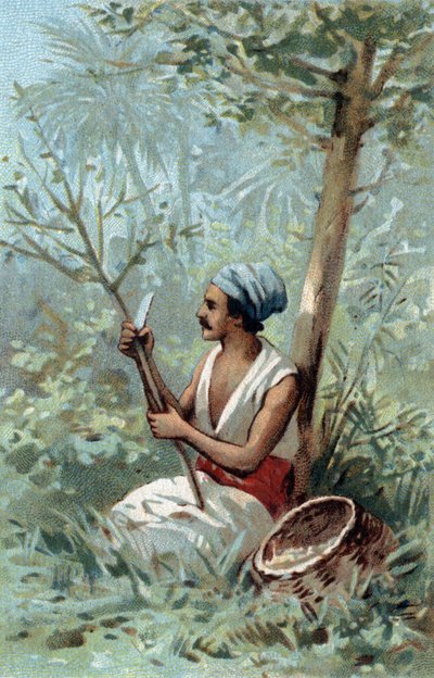 Kanelskal en Ceylon. Kromolitografi i slutningen af det 19. århundrede. af Unknown artist