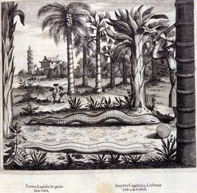 Cobra og giftig slange fra Indien. "De China Monumenta" af Athanasius Kircher (1601 - 1680), jesuit, orientalist og tysk lærd, Amsterdam 1667. af Unknown artist