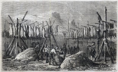 Torsketørring i Fiskerness i Grønland - Torsketørring i Fiskerness i Grønland Indgravering fra “” Det Illustrerende Univers”” 1866 af Unknown artist