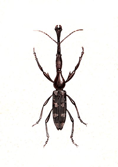 Coleoptera: Brenthus Temminchii af Unknown artist