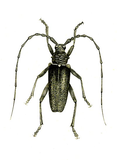 Coleoptera: Cerambyx heros af Unknown artist
