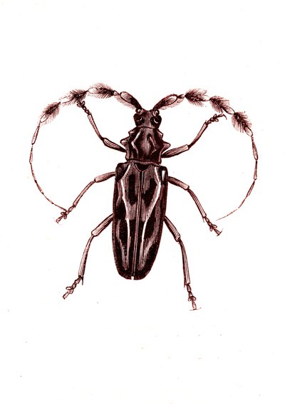 Coleoptera: Lophocerus barbatus af Unknown artist