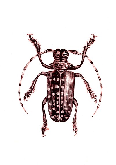Coleoptera: Ophoptera Tollii af Unknown artist