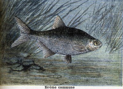 Almindelig Breme. Stik fra 1897 af Unknown artist