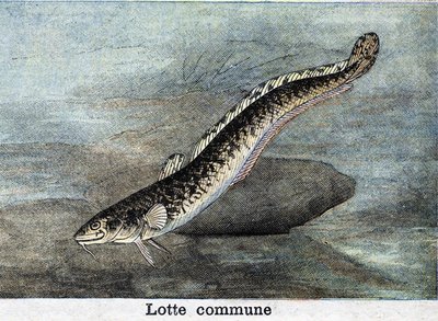 Fælles Lotte-stik fra 1898 af Unknown artist