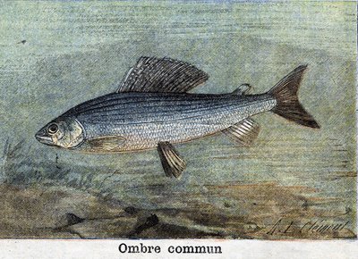 Common Shadow gravering fra 1898 af Unknown artist