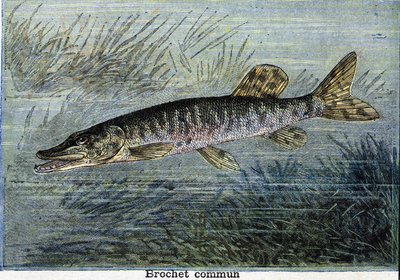 Almindelig gedde. Stik fra 1897 af Unknown artist