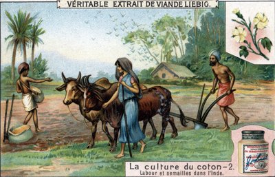 Bomuldsdyrkning: pløjning og såning i Indien. Kromolitografi, Liebig-billede. af Unknown artist