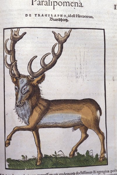 Hjort efter Historia animalium af Konrad Gesner, Tiguri af Unknown artist