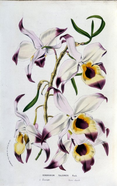 Dendrobium falconeri: familie af orkideer. af Unknown artist