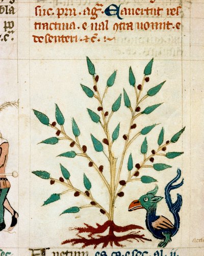 Beskrivelse af et fantastisk træ og dyr. Miniature taget fra et provencalsk manuskript af typen "" Dis des philosophes"" (MS Palat. 586) 1300-tallets Biblioteca Nazionale Florence af Unknown artist