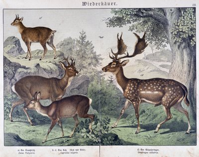 Diche, ruskind - i "" Natural historier of pattedyr", red. Schreiber af Unknown artist