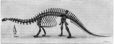Dinosaurskelet: "" Brontosaurus excelsus "", marts. Upper Jurassic of the Rocky Mountains. Gengivelse af tegningen meddelt af Mr. March til Albert Gaudry fra Instituttet. Indgravering i "" La Nature: revue des sciences et de leurs applications aux af Unknown artist