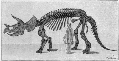 Dinosaurskelet: "" Triceratops prorsus "", marts. Øvre kridt af Rocky Mountains. Gengivelse af tegningen meddelt af Mr. March til Albert Gaudry fra Instituttet. Indgravering i "" La Nature: revue des sciences et de leurs applications aux ar af Unknown artist