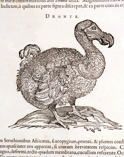Dodo eller Dronte. Fugl forsvandt - i "On India both natural and medical"" af William Pison, Amsterdam af Unknown artist