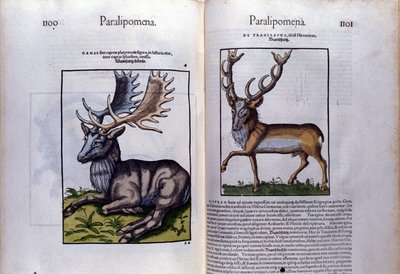 Dobbeltsidet hjorte i Historia Animalium af Conrad Gesner (1516 - 1565), Tiguri af Unknown artist