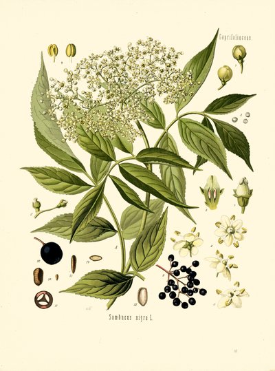 Elder Bore Tree (farve litho) af Unknown artist