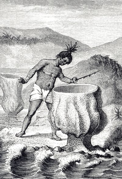 Gravering af en række forskellige svampe kaldet Neptuns Pokal (Thalassema Neptune) af Unknown artist