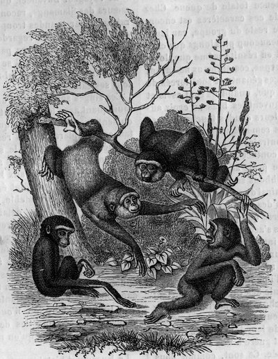 Gravering, der repræsenterer Gibbons Hoolock fra Indien. af Unknown artist